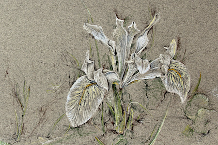 Iris Hybride „Katharine Hodgkin“