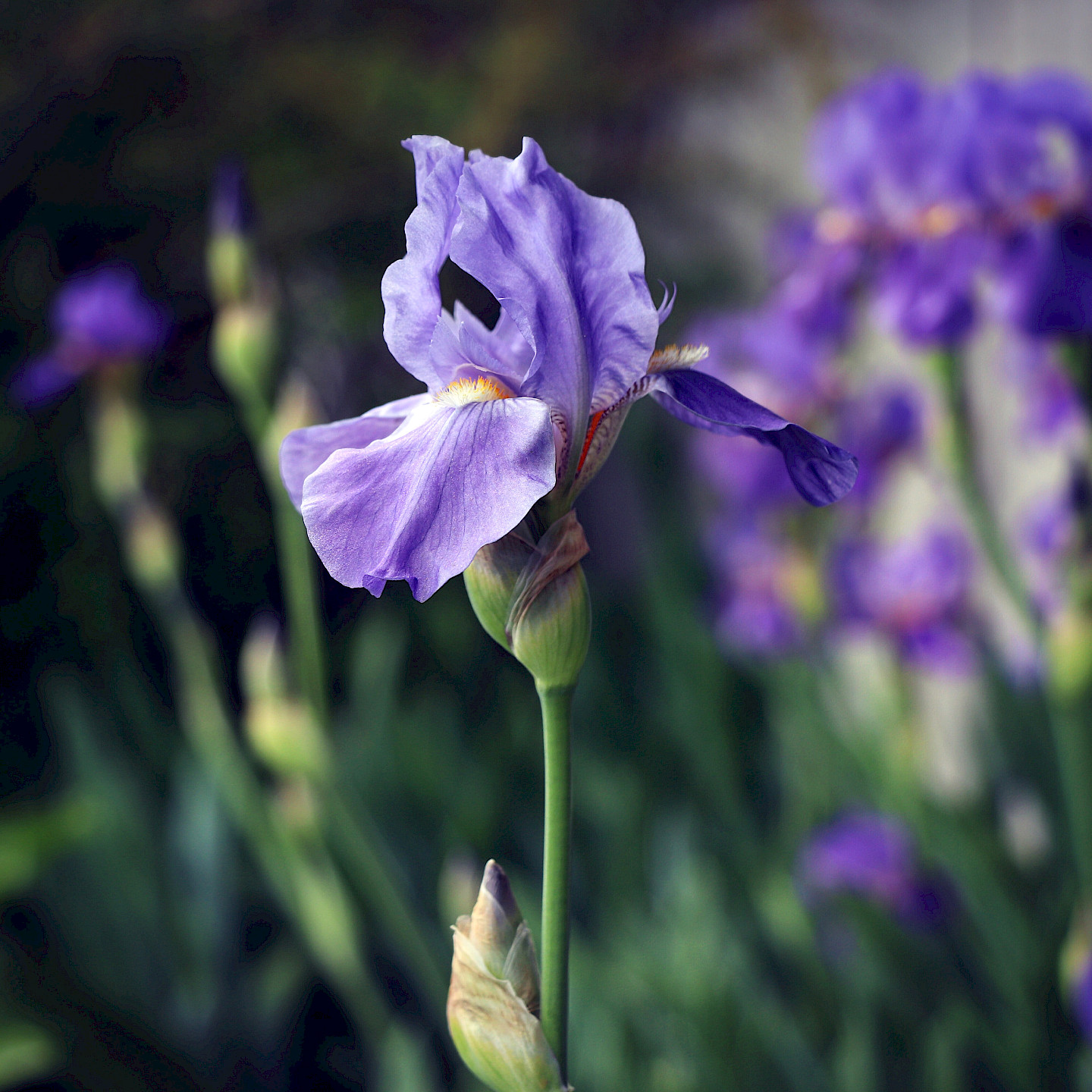 The scent of iris flower