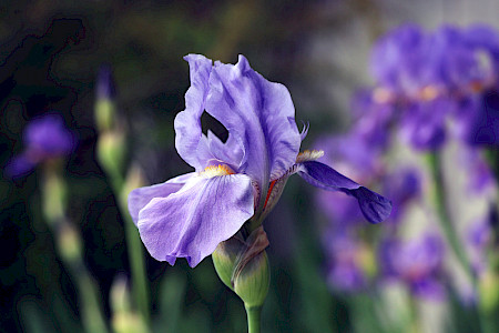 Der Duft der Irisblüte