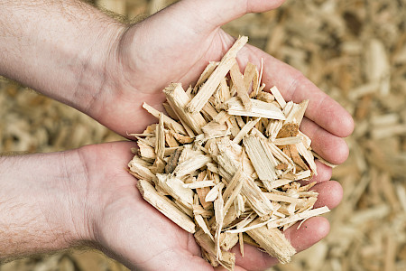 Holzbasierte Bioökonomie