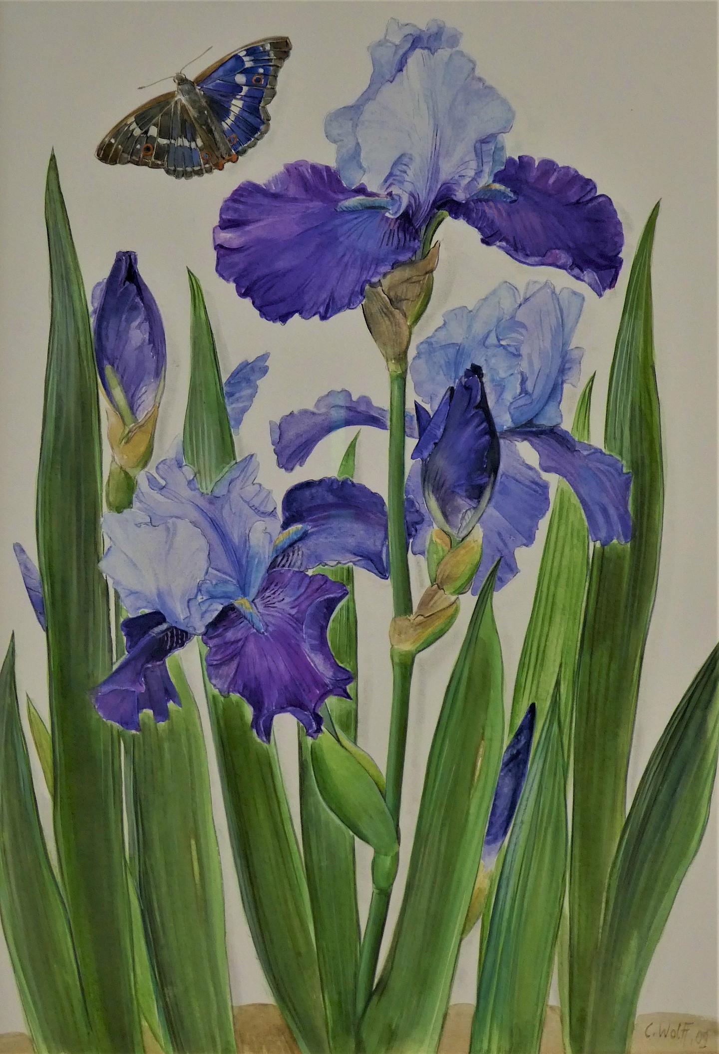 Cornelie Wolff, Blaue Schwertlilien mit Schmetterling, 2015