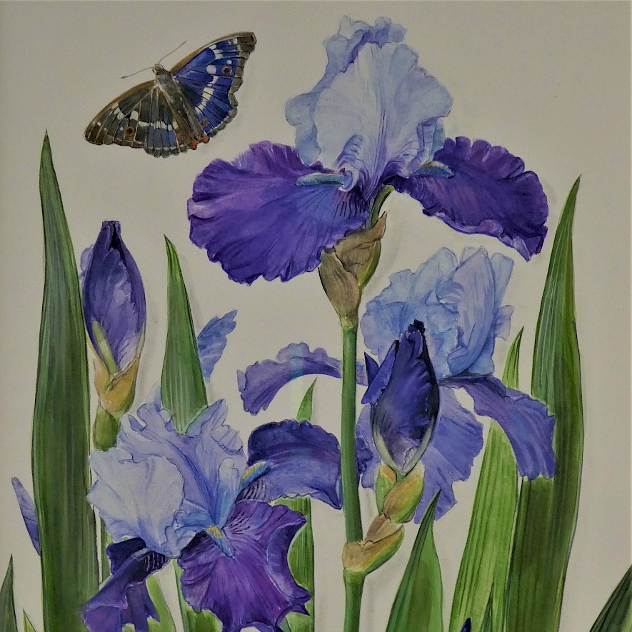 Cornelie Wolff, Blaue Schwertlilien mit Schmetterling, 2015