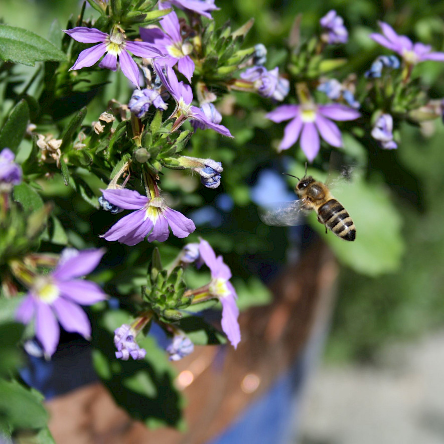 Bienen und Blüten