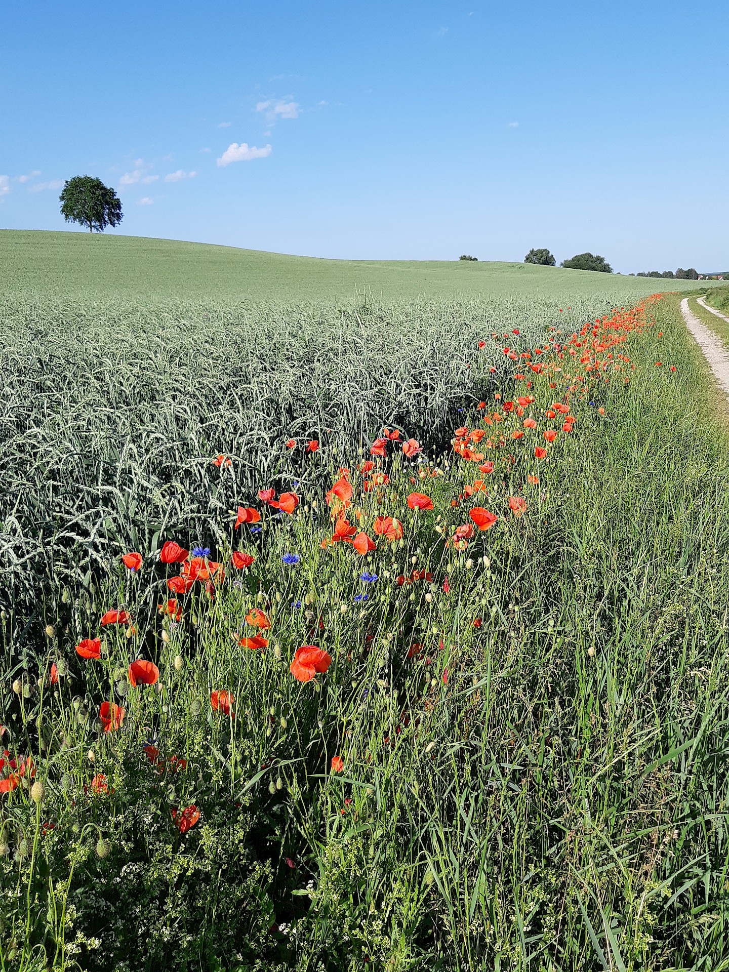 At the bottom left, you can see a cornfield with a flowering strip of red corn poppies and blue cornflowers along its right edge. The upper third of the picture is filled by the blue sky. Occasional trees can be seen on the horizon of the slightly hilly landscape.
