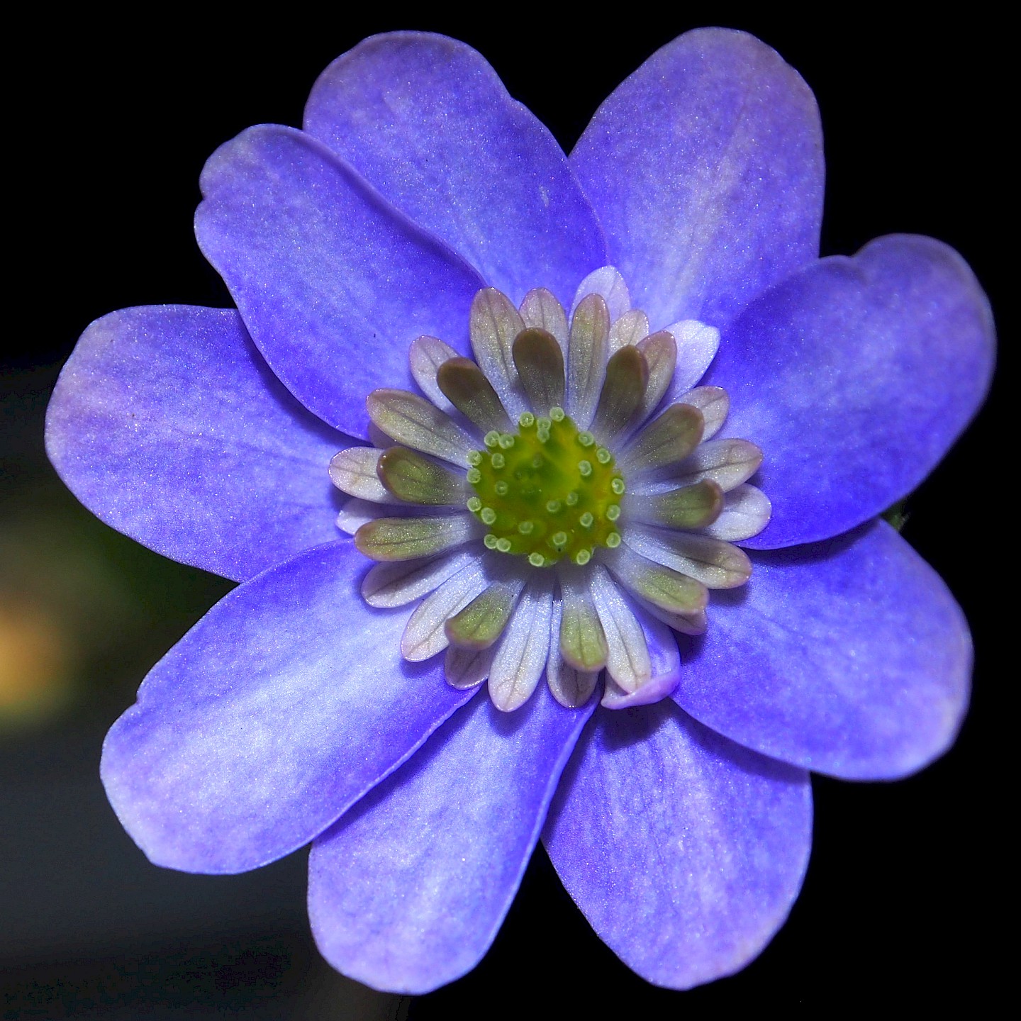 Hepatica x transs-japonica "Blue Fortune"