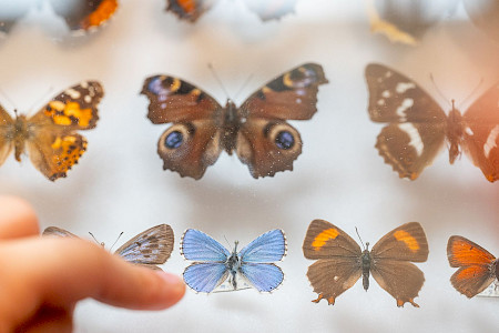 Schmetterlinge - Staatliche Naturwissenschaftliche Sammlungen Bayerns