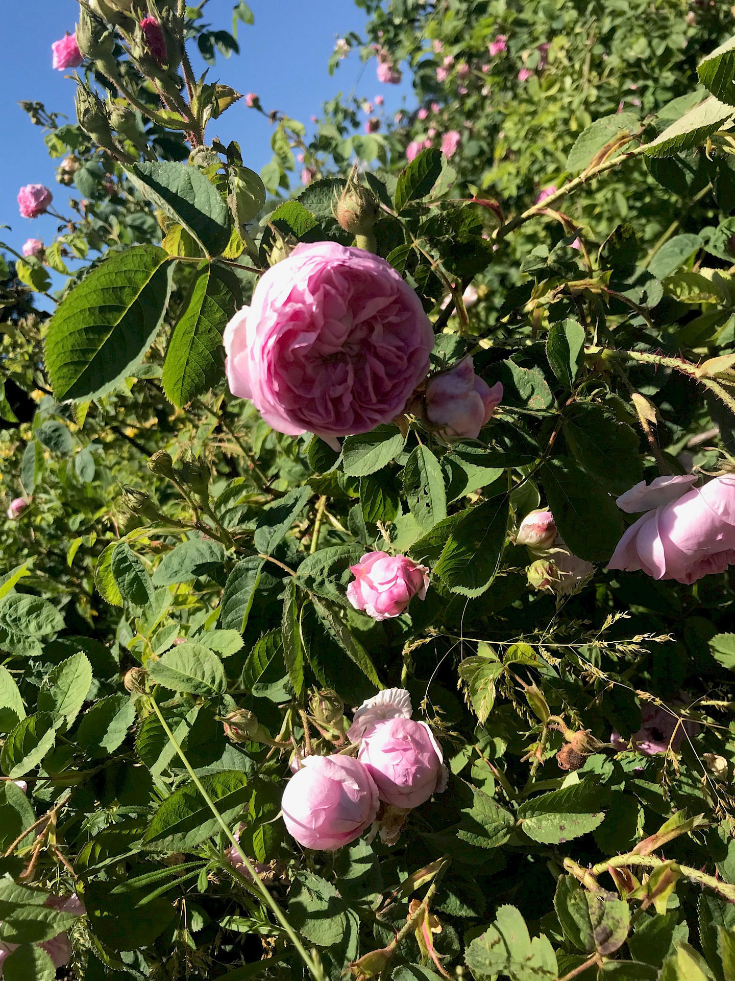 Damascus rose flowers