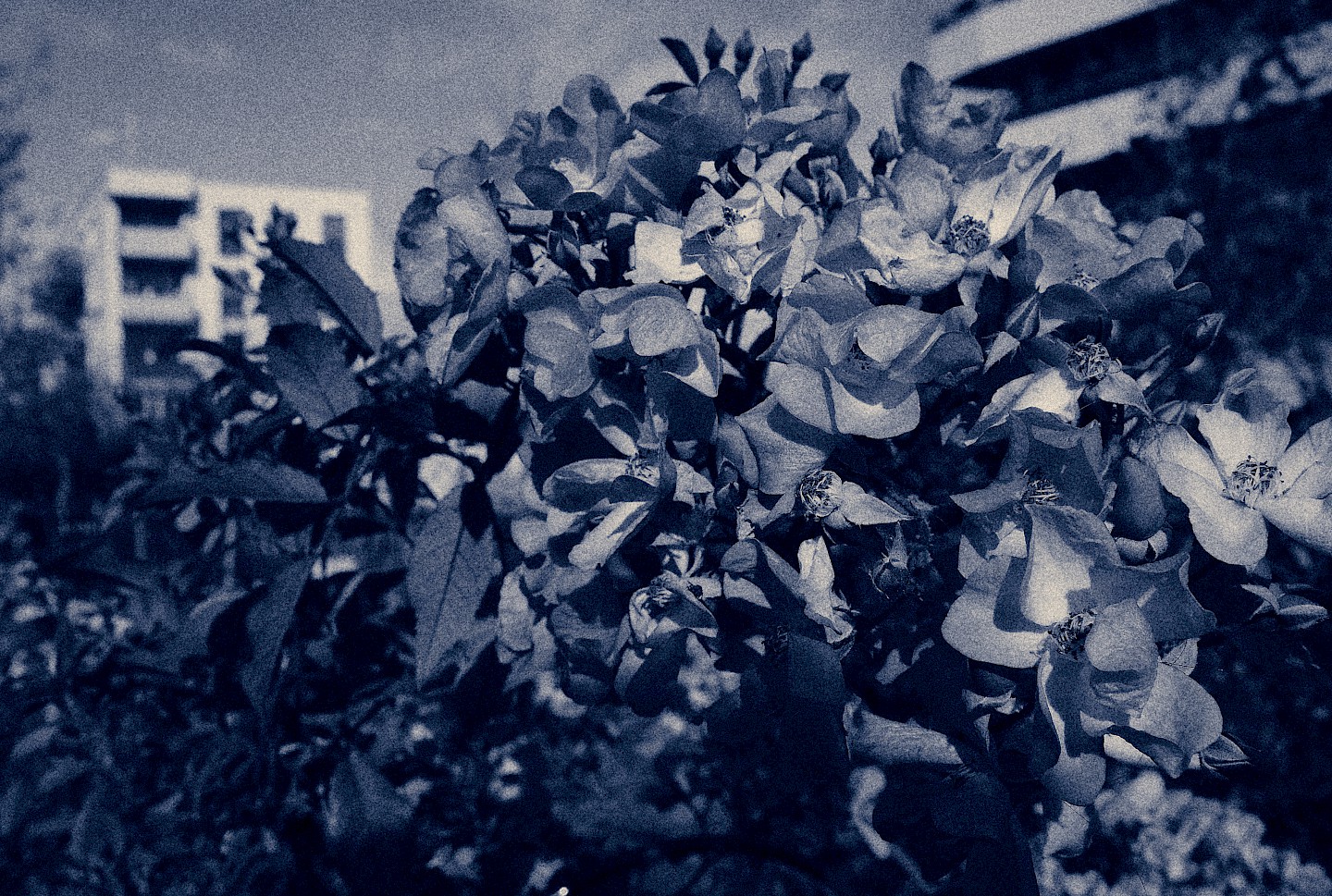 Foto aus der Ausstellung "Blaue Blume" mit dem Verfahren der Cyanotypie