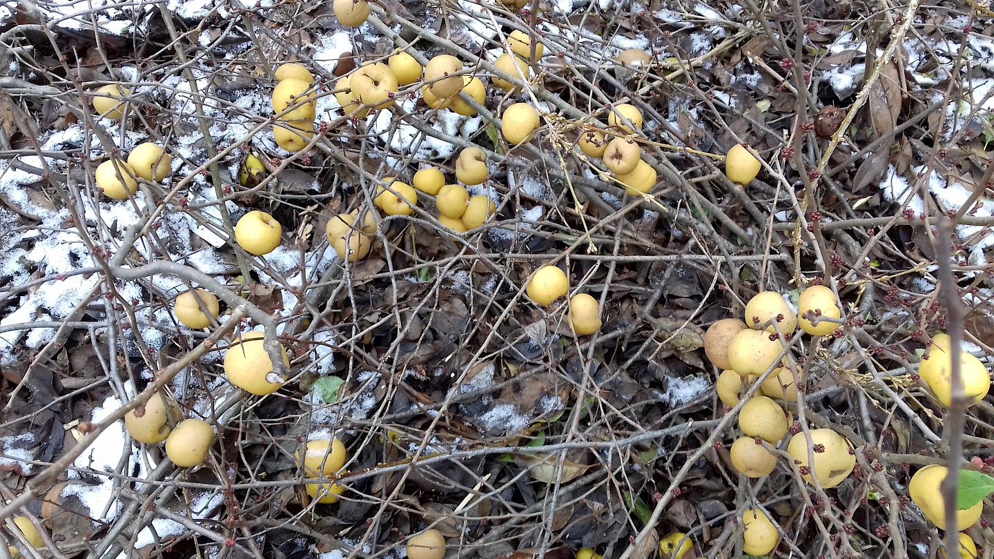 Sträucher mit gelben Früchten auf Schneehintergrund.
Rosine Lambin, 2021