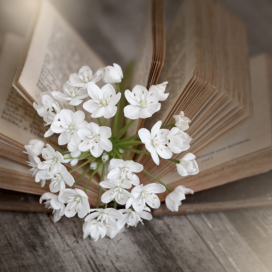 Blüten und Buch