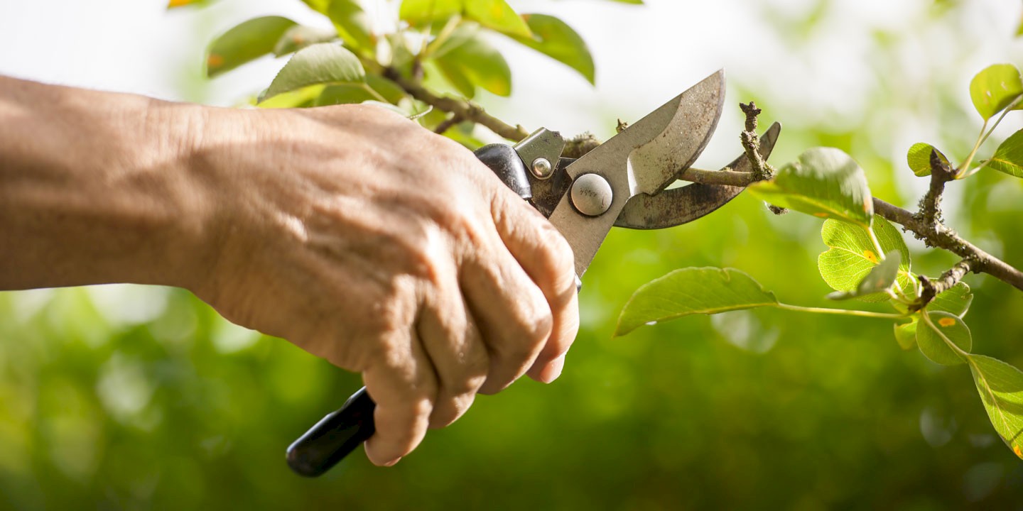 Online course pruning shrubs