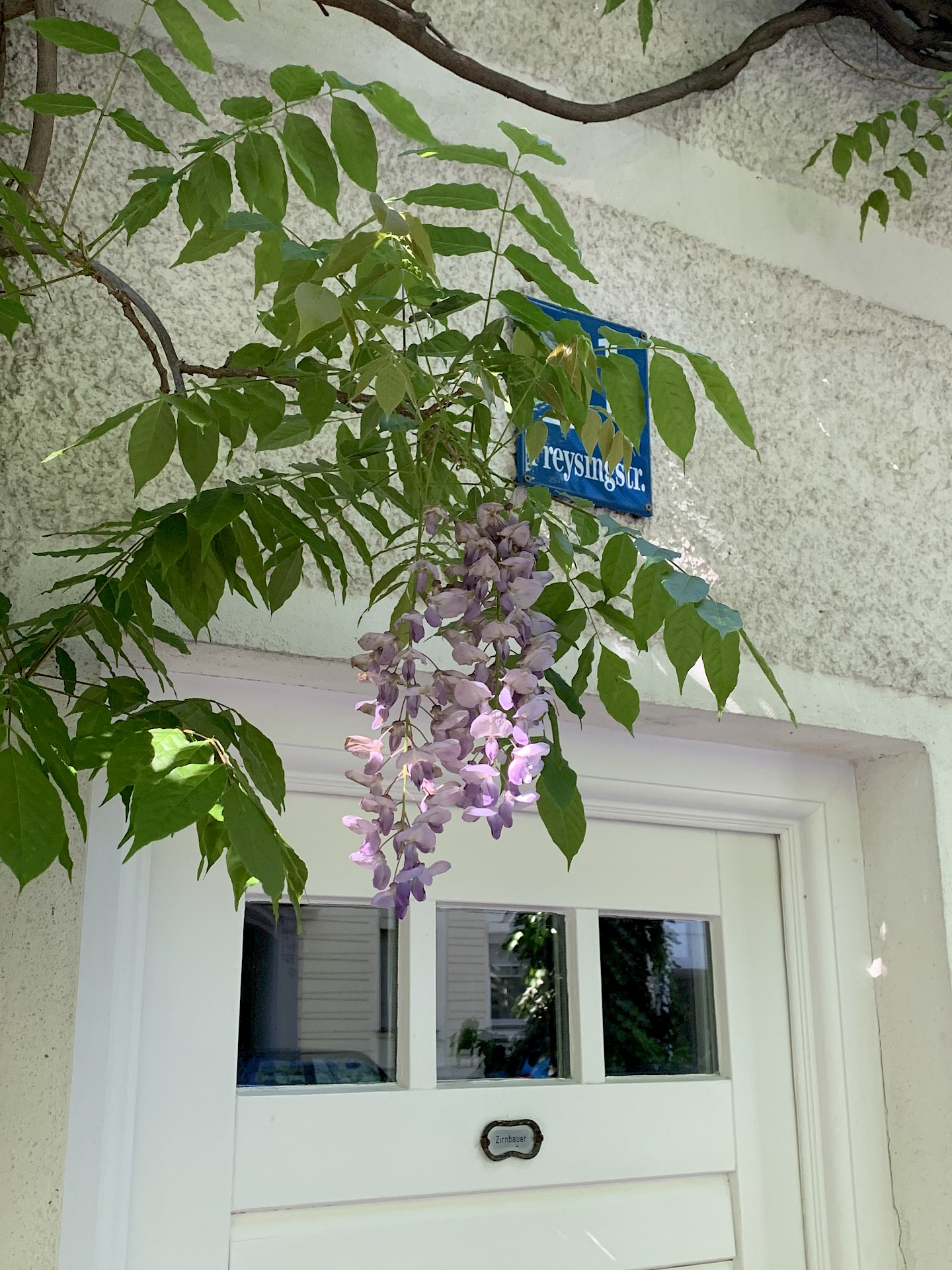 Wisteria as a colourful decoration for the facade