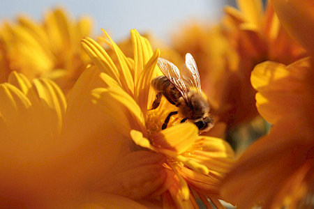 Eine Biene sitzt auf einer gelben Blüte