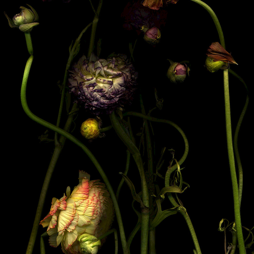 Michaela Bruckmüller: Ranunculus | Danse macabre from the series On becoming and passing away, photograph, 2017
