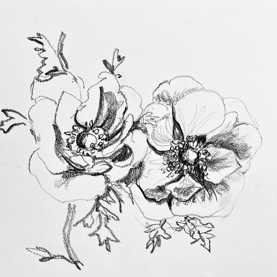 Two Anemones