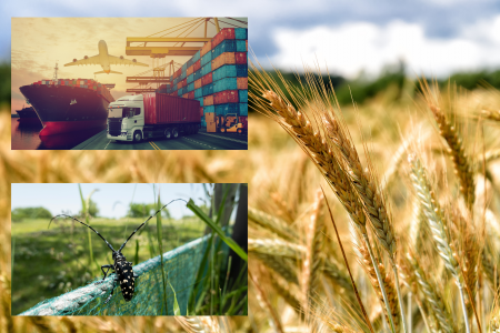 Bildercollage zeigt ein fast reifes Getreidefeld, Warenverkehr und Pflanzenschädling.