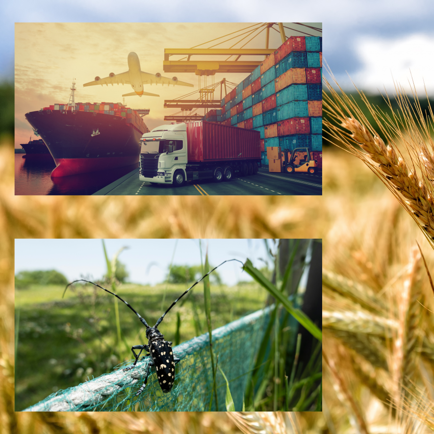Bildercollage zeigt ein fast reifes Getreidefeld, Warenverkehr und Pflanzenschädling.