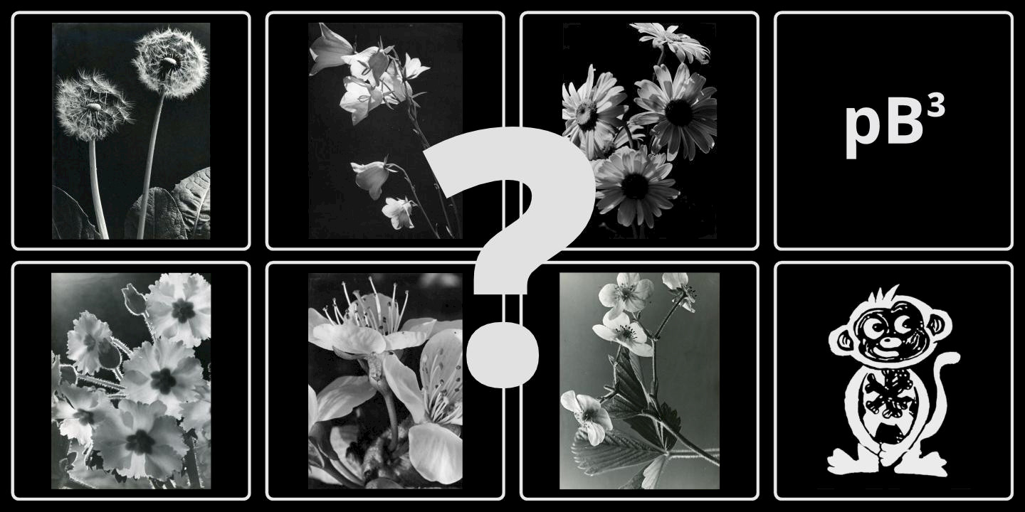 Botany experts wanted – twelve flowers waiting to be identified