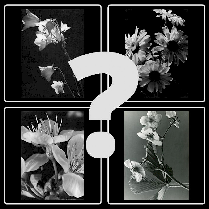 Botanikexperten gesucht – zwölf Blüten warten auf ihre Bestimmung
