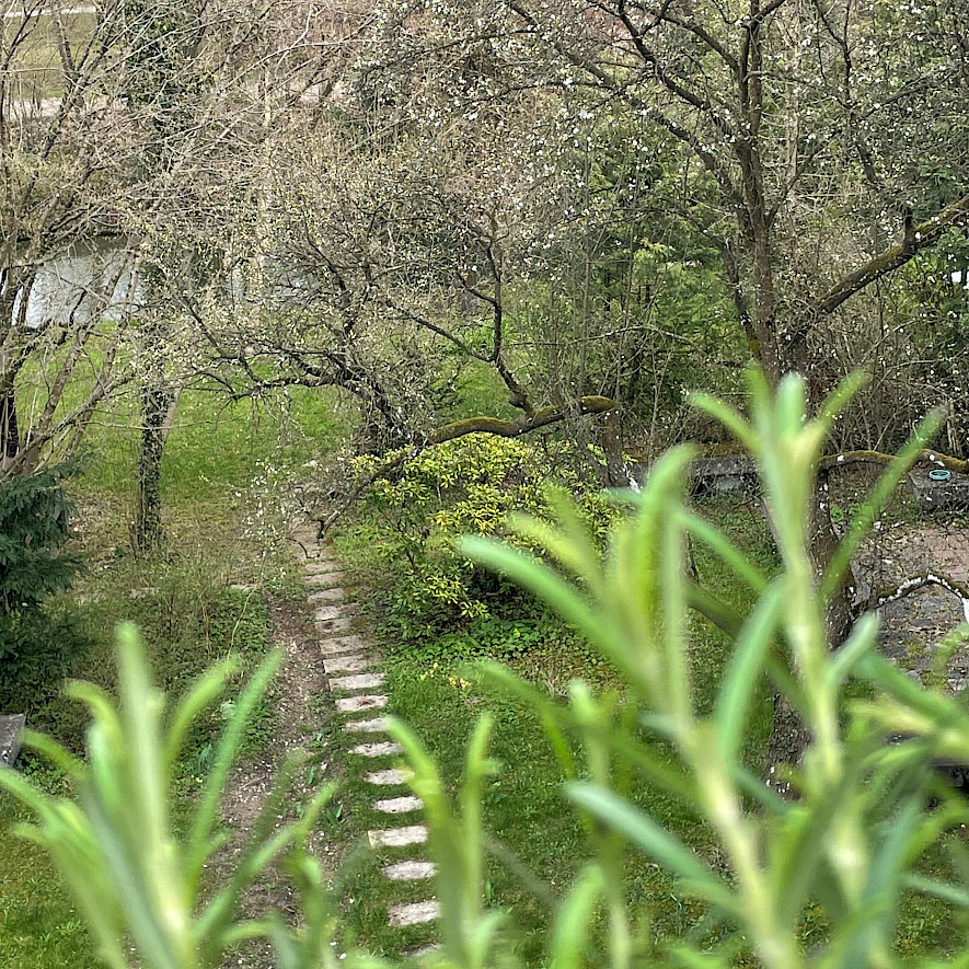 Rosemary and flower garden