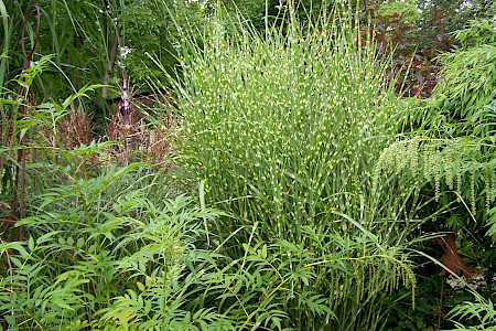 Chinese reed – Miscanthus sinensis "Strictus"