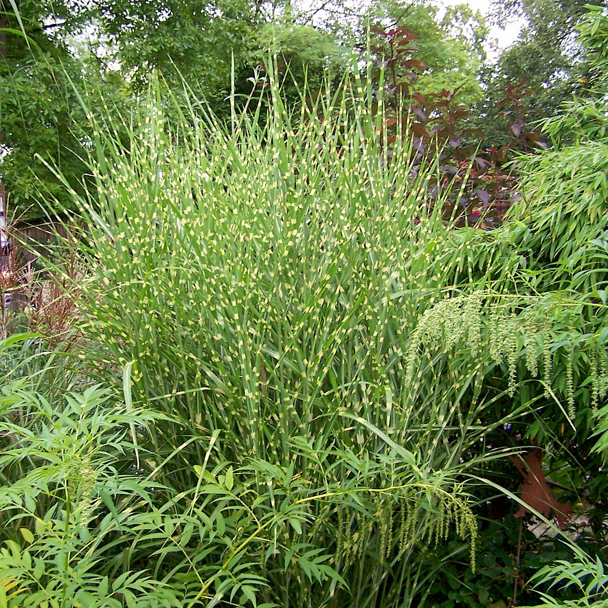 Chinese reed – Miscanthus sinensis "Strictus"
