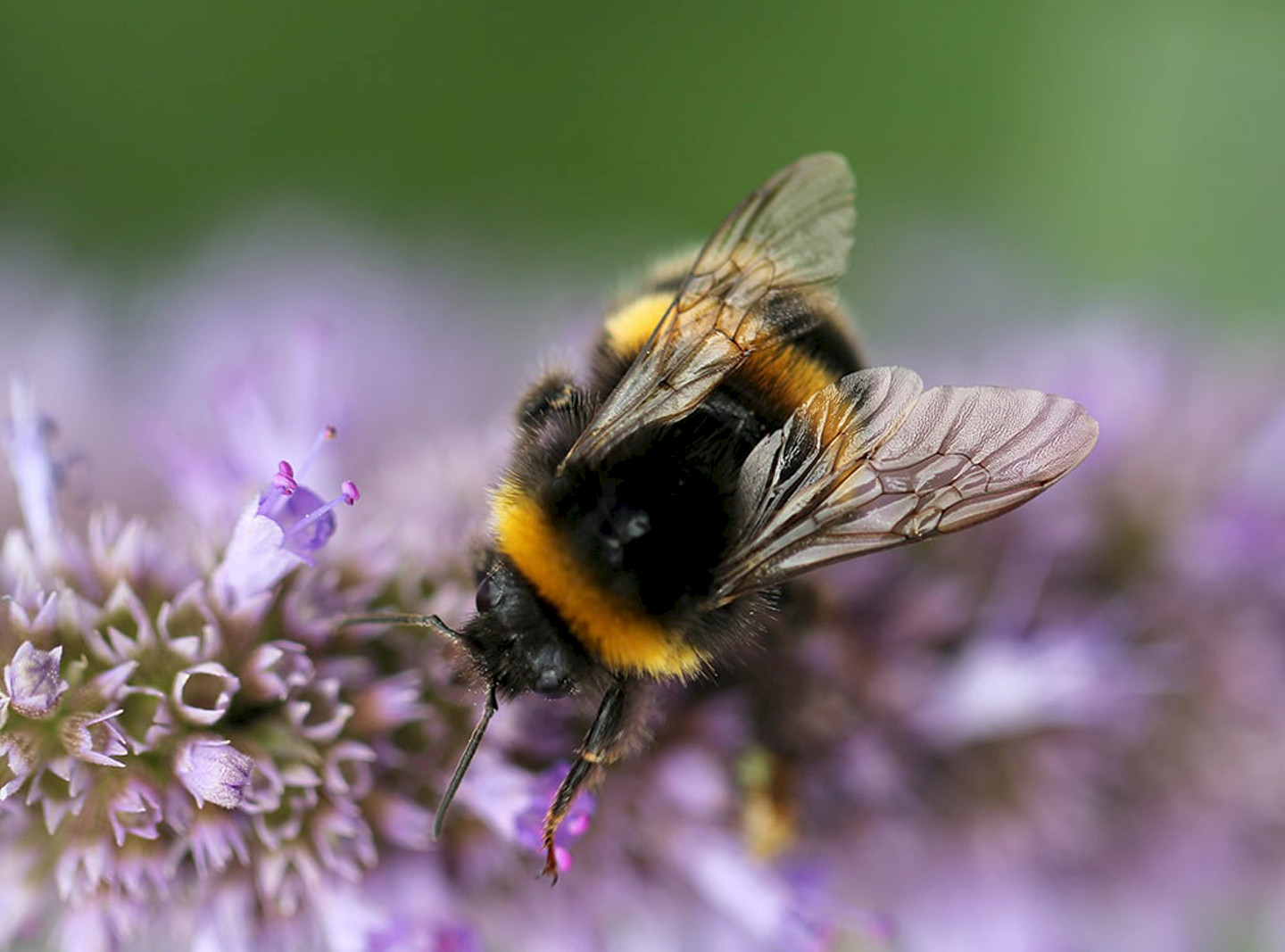 Bumblebee pollinating