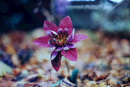 Zermski Sirotkine, A Flower for Persephone