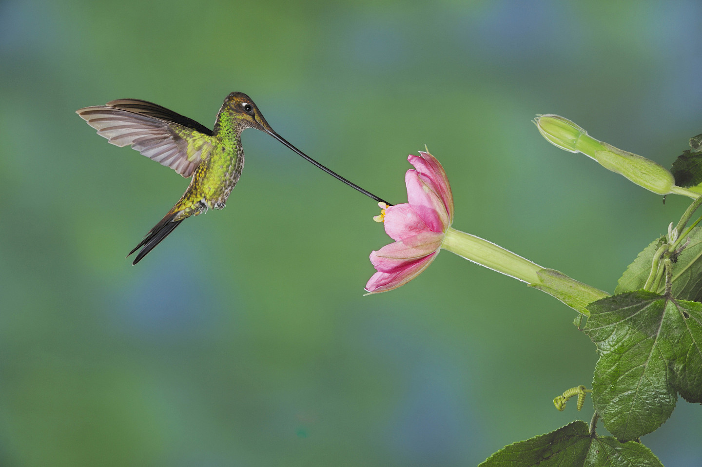 Schwertschnabel-Kolibri beim Blütenbesuch