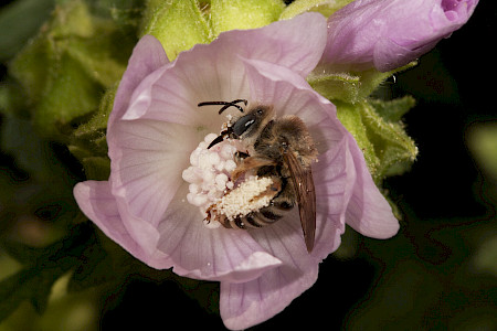 Malven-Langhornbiene beim Blütenbesuch