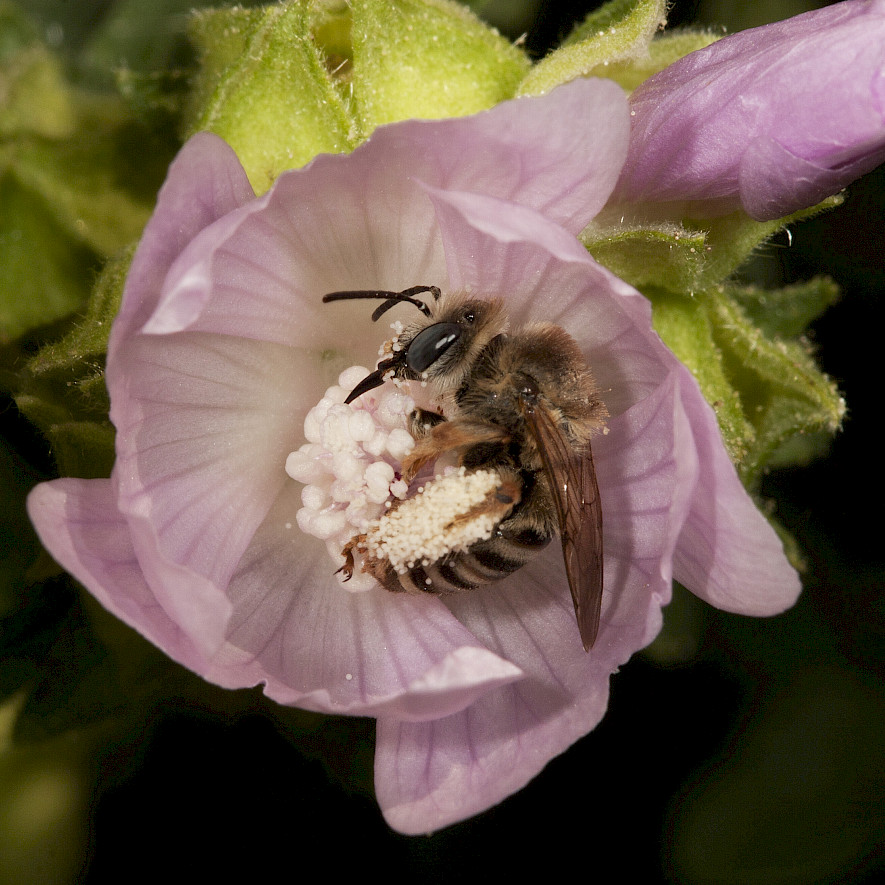 Malven-Langhornbiene beim Blütenbesuch