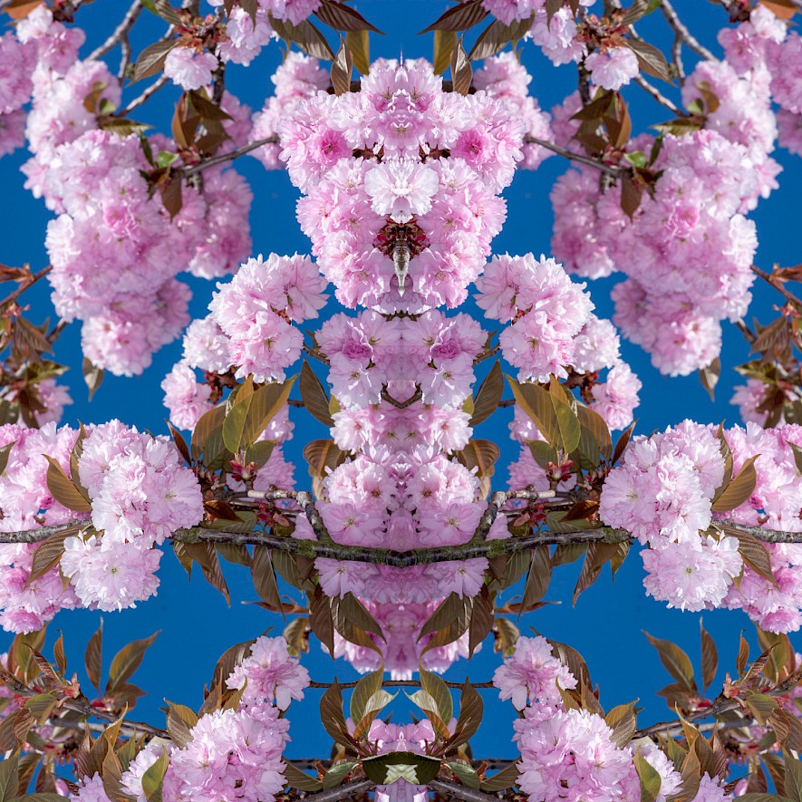 Symmetrisches Blütenbild