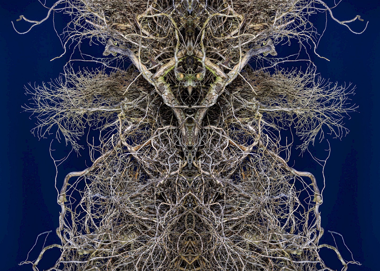 Symmetrisches Baumbild