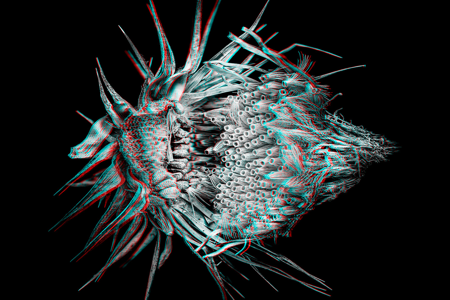 Cracked thistle, stereoscopic photograph