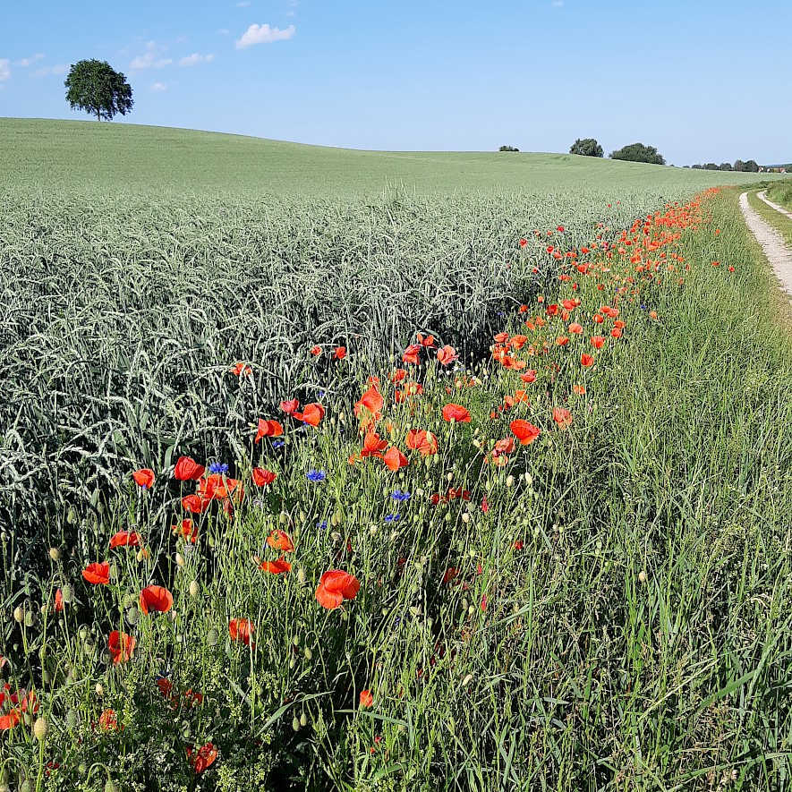 At the bottom left, you can see a cornfield with a flowering strip of red corn poppies and blue cornflowers along its right edge. The upper third of the picture is filled by the blue sky. Occasional trees can be seen on the horizon of the slightly hilly landscape.