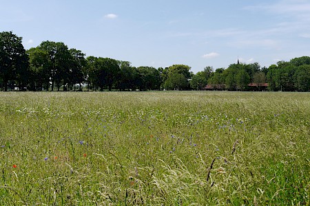 Ökologische Ausgleichsflächen Freiham Süd