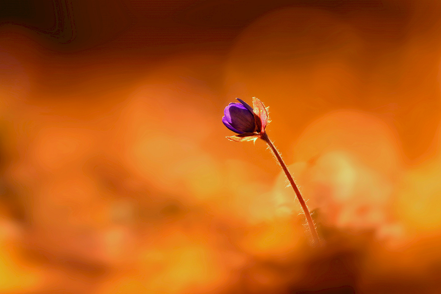Blume in der Morgenröte