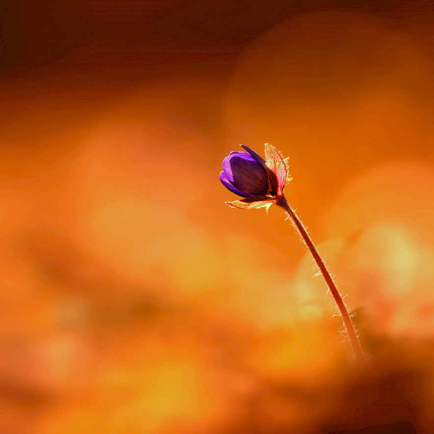 Blume in der Morgenröte
