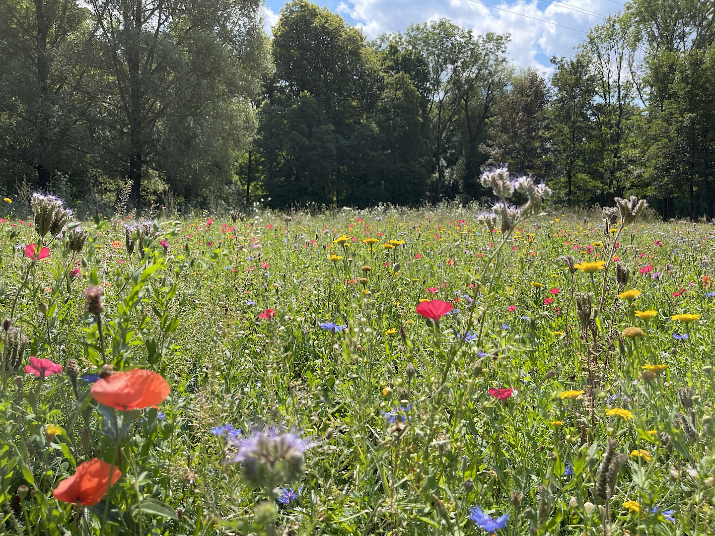 Wildblumenwiese im Englischen Garten