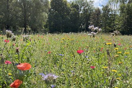 Wildflower meadow in the English Garden