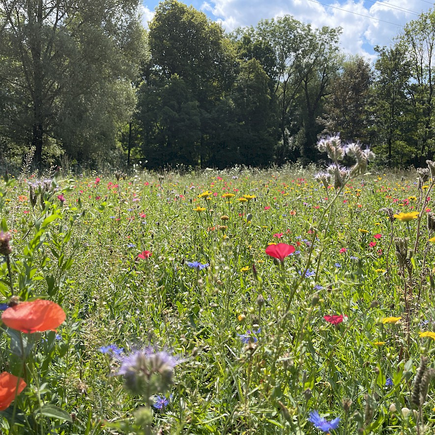 Wildflower meadow in the English Garden