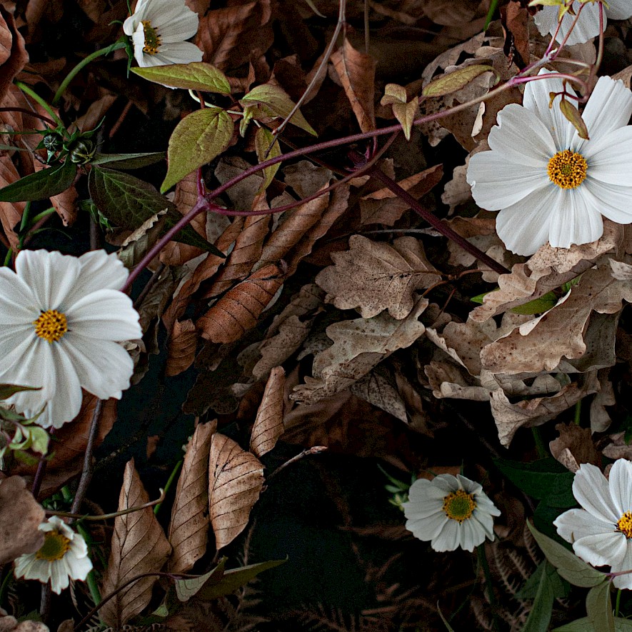 Weiße Schmuckkörbchen-Blüten in getrocknetem Laub