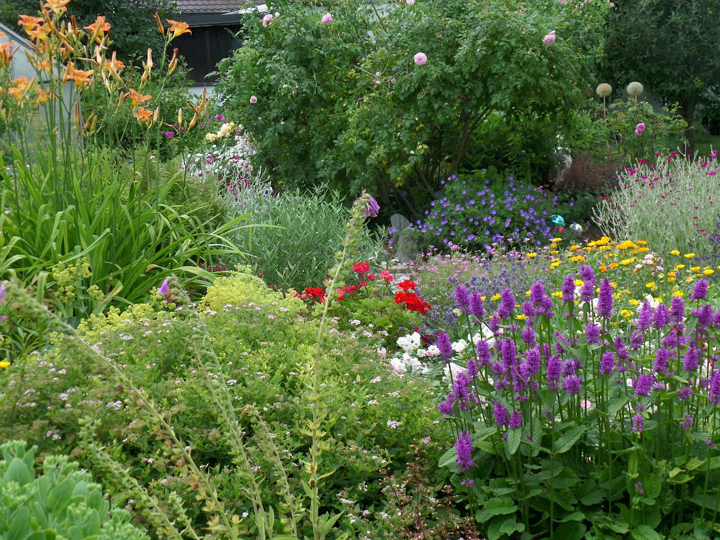 Flowering garden of Annette Tessaro