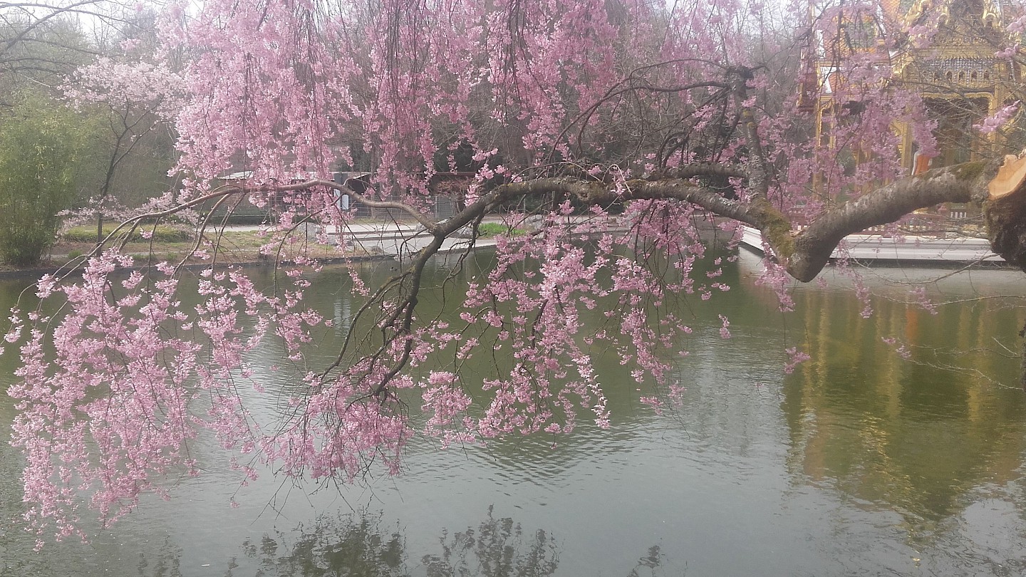 Kirschblühten im Westpark