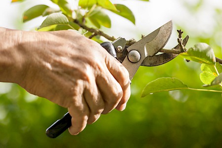 Online course pruning shrubs