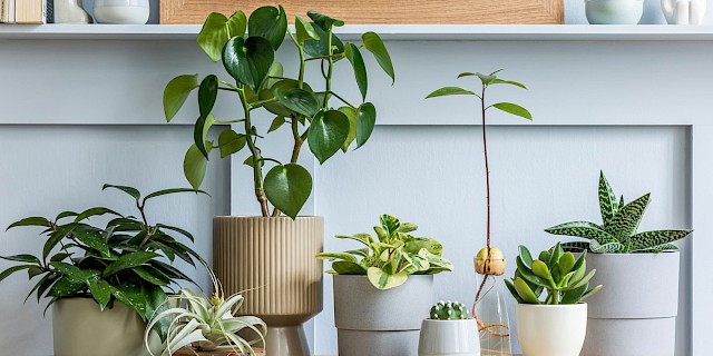 Grünes Zuhause | Programm | Flower Power Festival München 2023