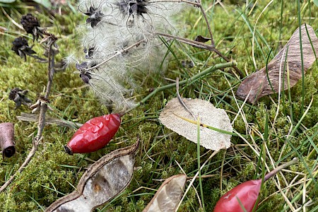 Photograph of moss, grasses and seeds of an urban spontaneously grown succession area with red rose hips, brown foliage and white cottony growth.