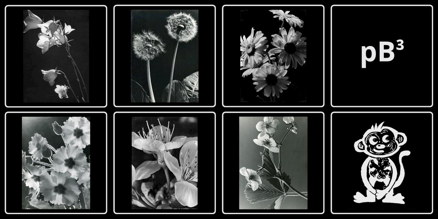 Flower portraits by H. Wendling