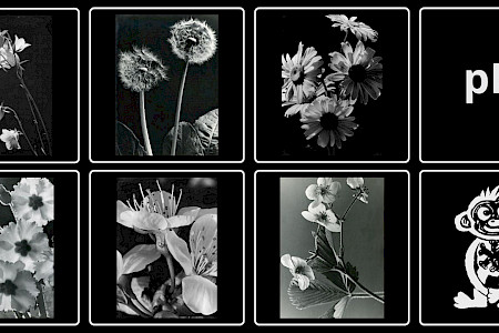 Flower portraits by H. Wendling