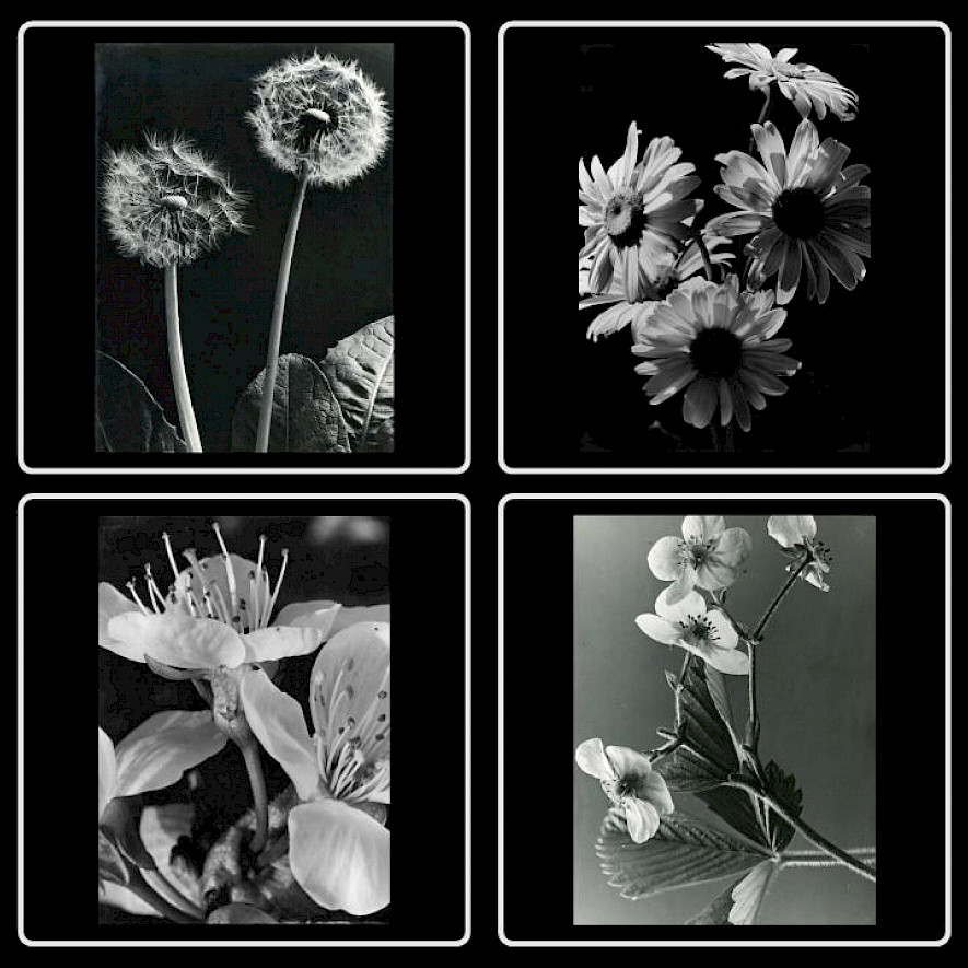 Blumenportraits von H. Wendling